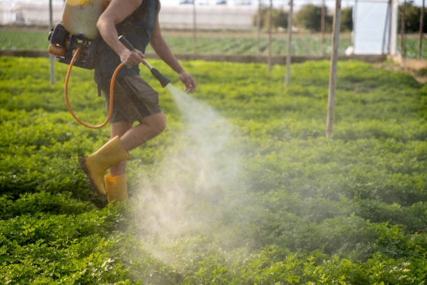 Best Exterminator Services  in Breaux Bridge, LA