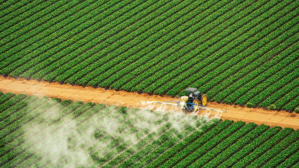 Best Wasp Removal Services  in Breaux Bridge, LA