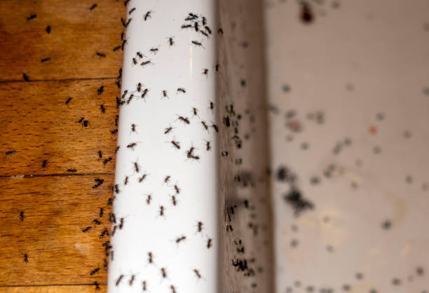 Best Best Pest Control Companies  in Breaux Bridge, LA