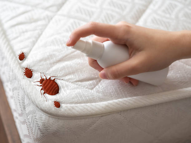Best Wasp Removal Services  in Breaux Bridge, LA
