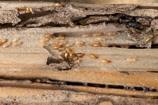 Best Termite Control Services  in Breaux Bridge, LA
