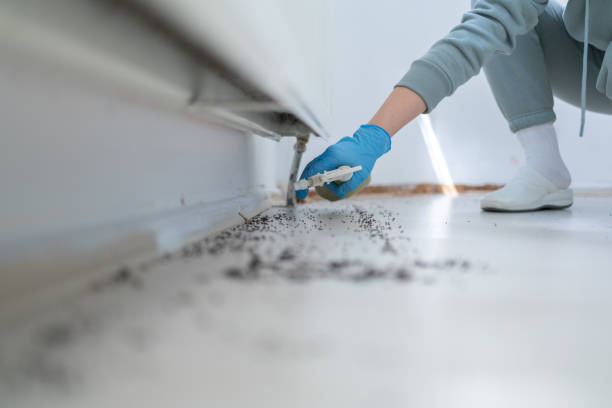 Best Local Pest Control Services  in Breaux Bridge, LA