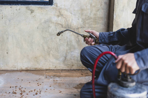 Best Flea Control Services  in Breaux Bridge, LA